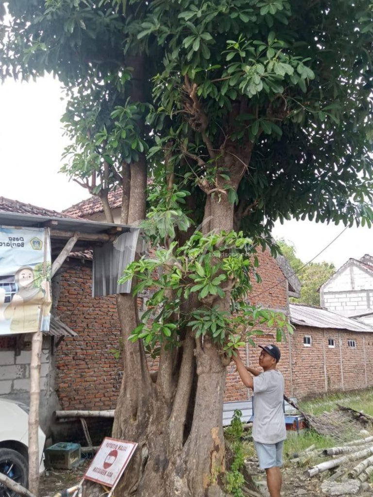 Jual Pohon Pule