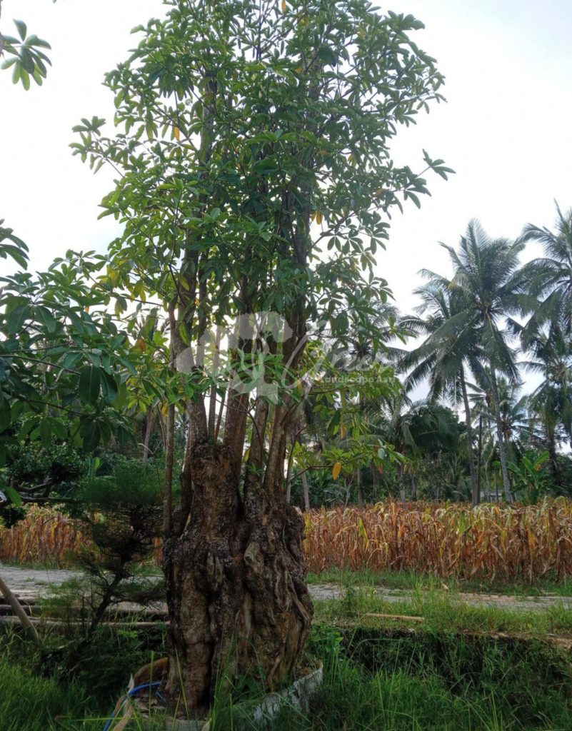 Jual Pohon Pule