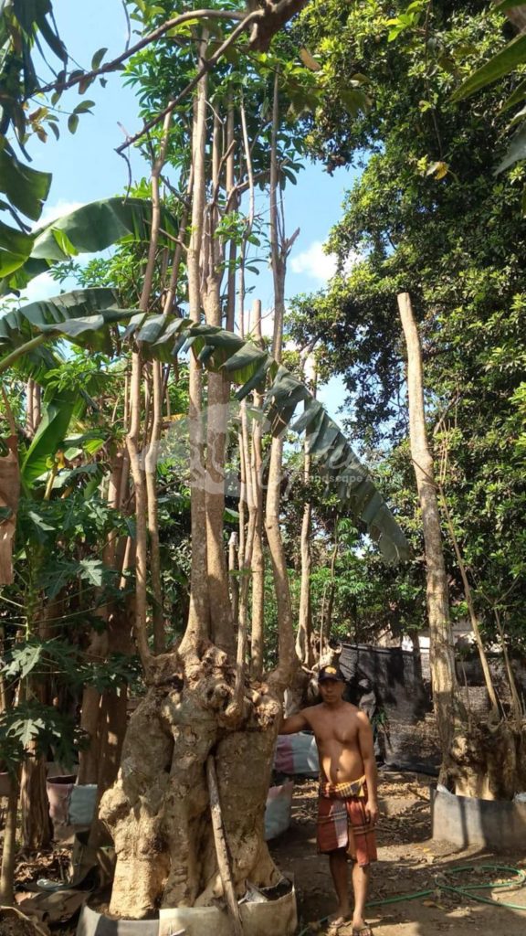 Jual Pohon Pule