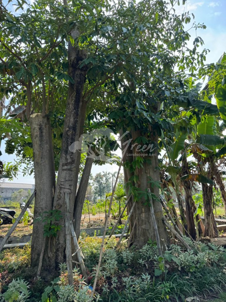 Jual Pohon Pule