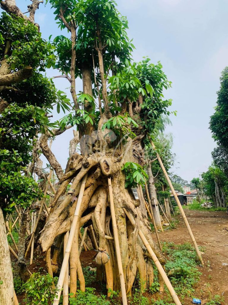 Jual Pohon Pule