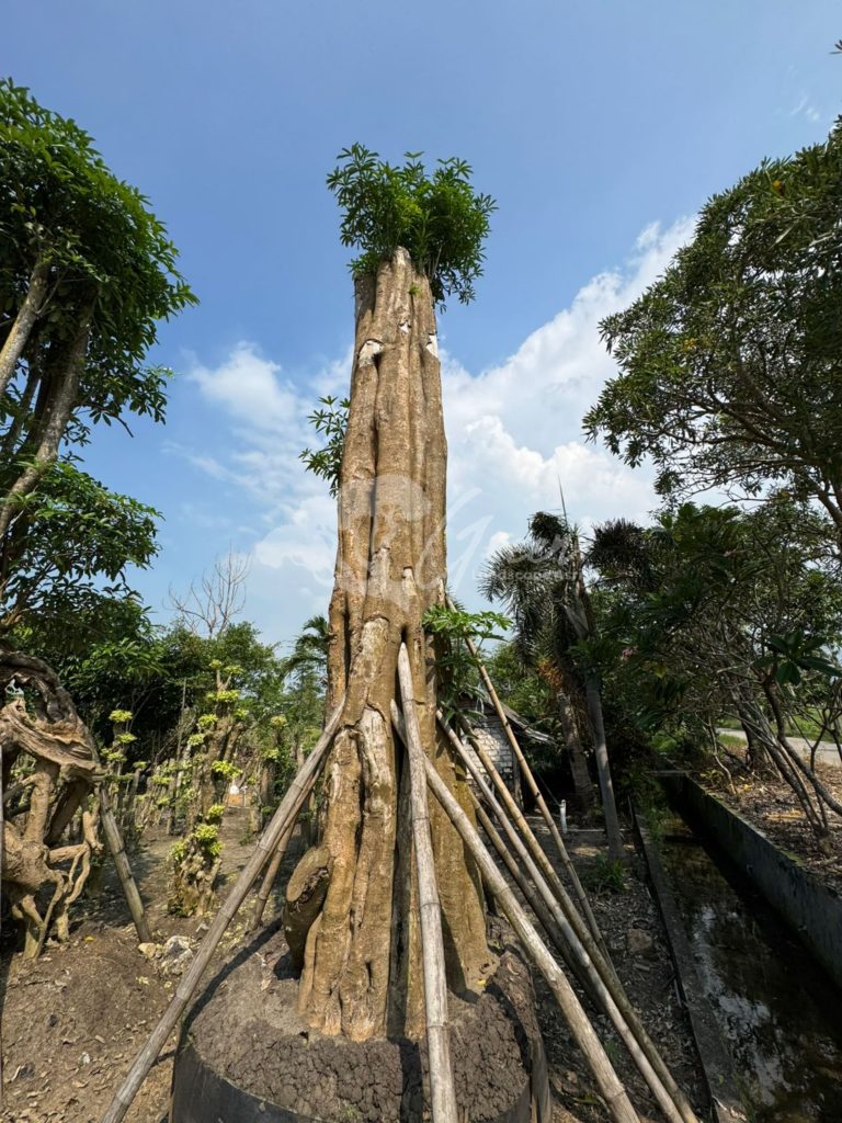 Jual Pohon Pule