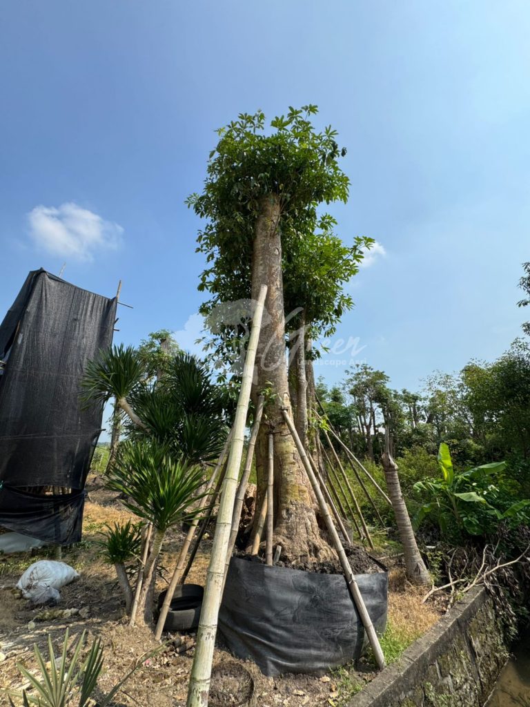 Jual Pohon Pule