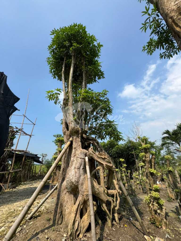Jual Pohon Pule