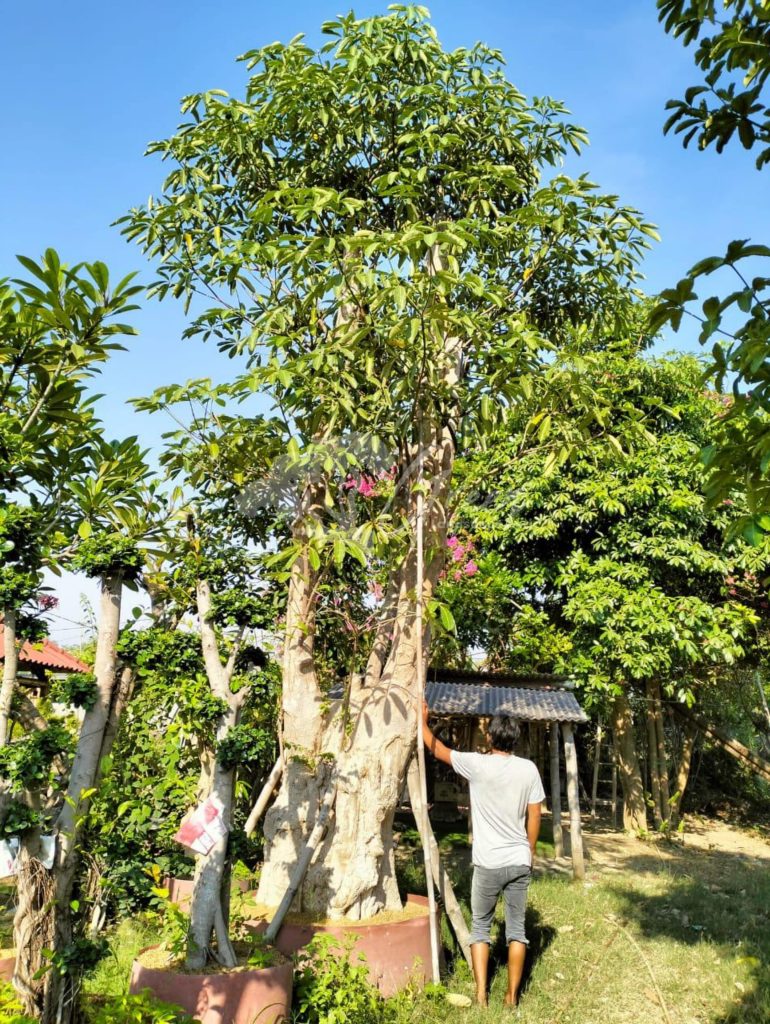Jual Pohon Pule