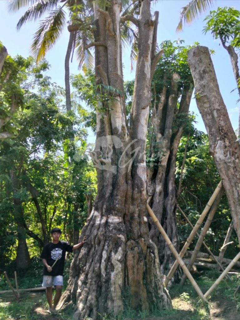 Jual Pohon Pule