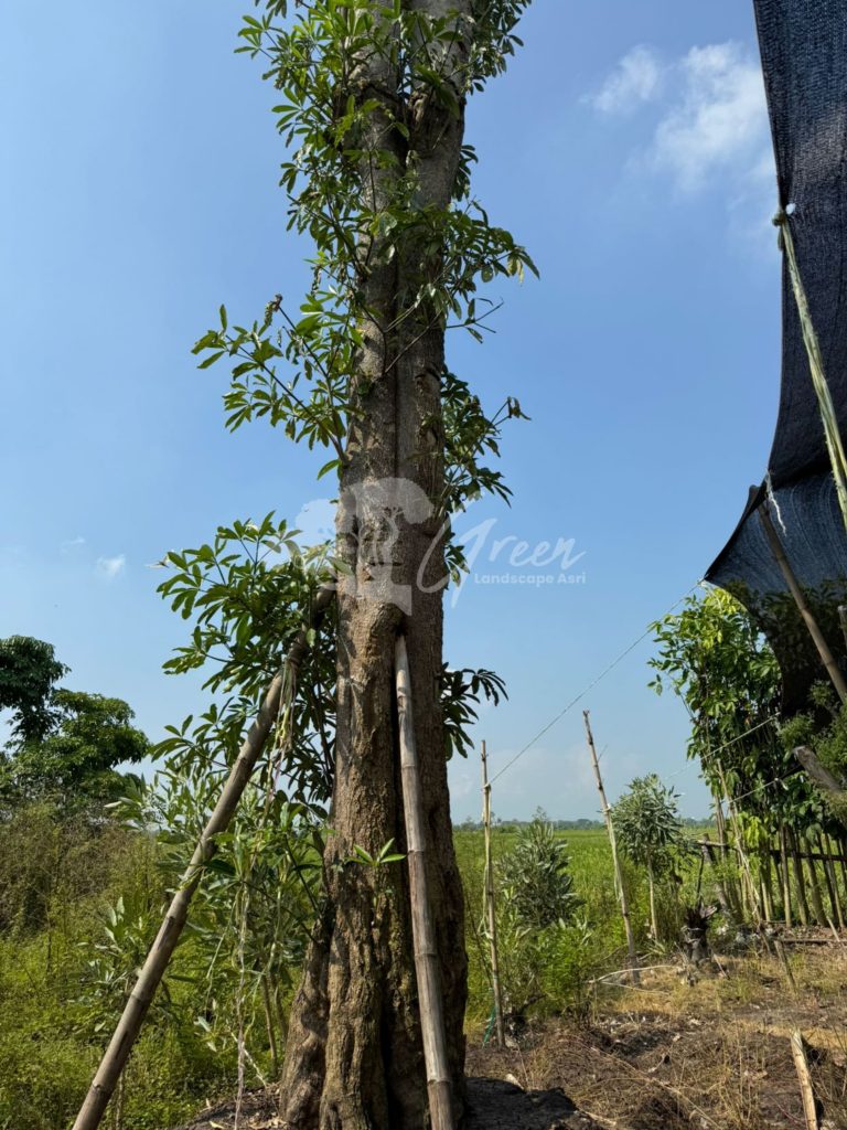 Jual Pohon Pule