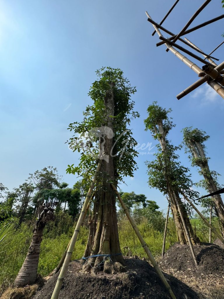 Jual Pohon Pule