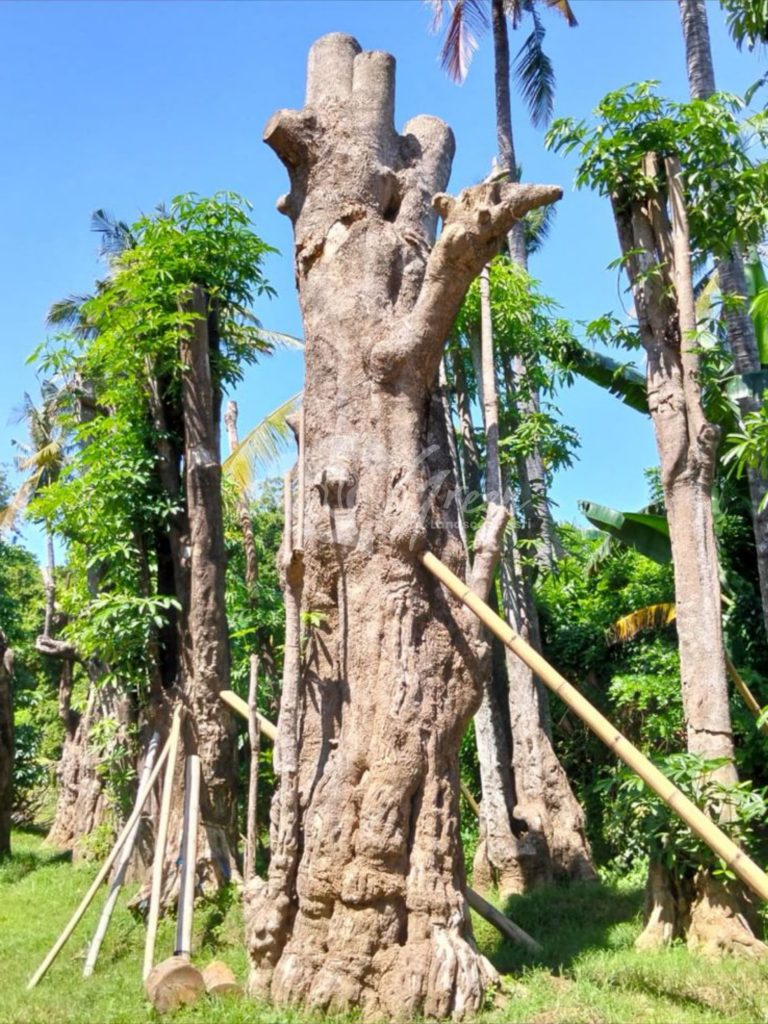 Jual Pohon Pule