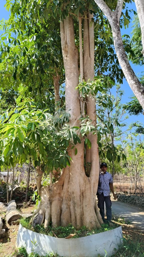 Jual Pohon Pule