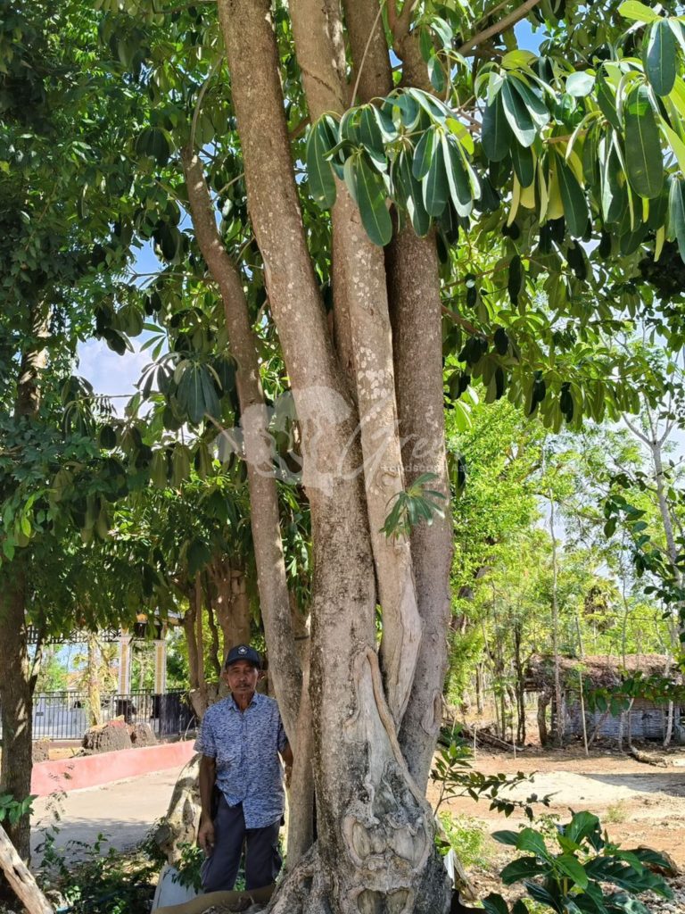 Jual Pohon Pule