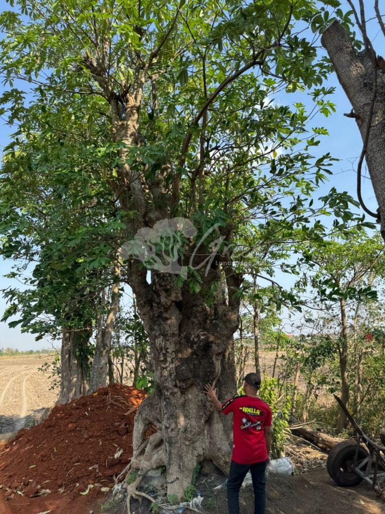 Jual Pohon Pule