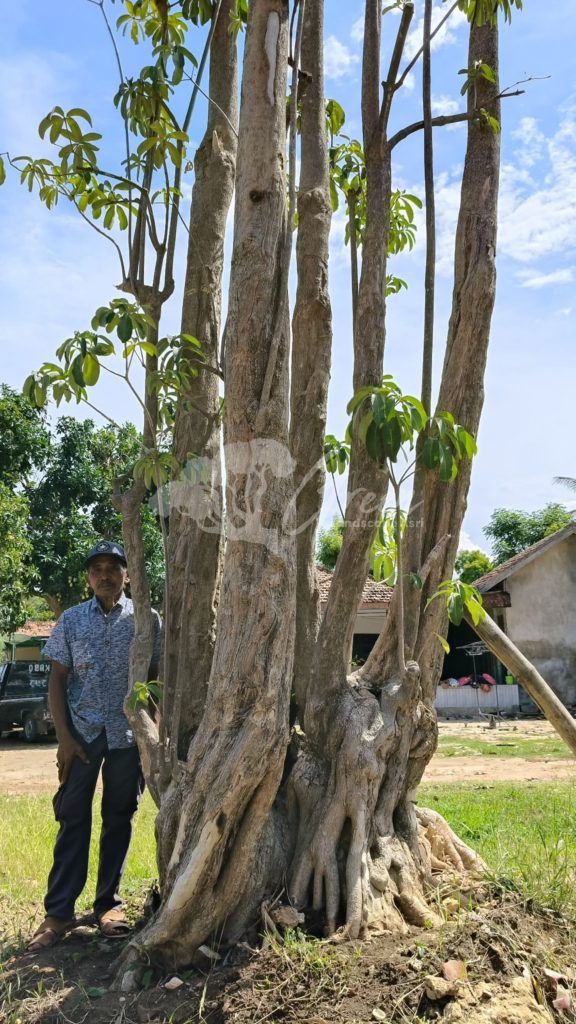 Jual Pohon Pule