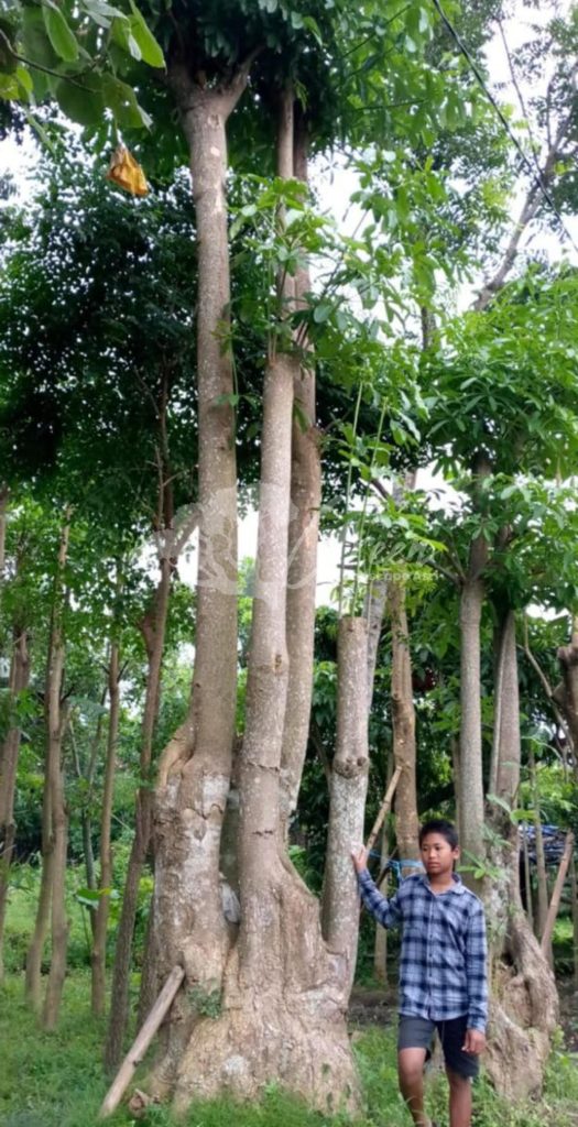 Jual Pohon Pule