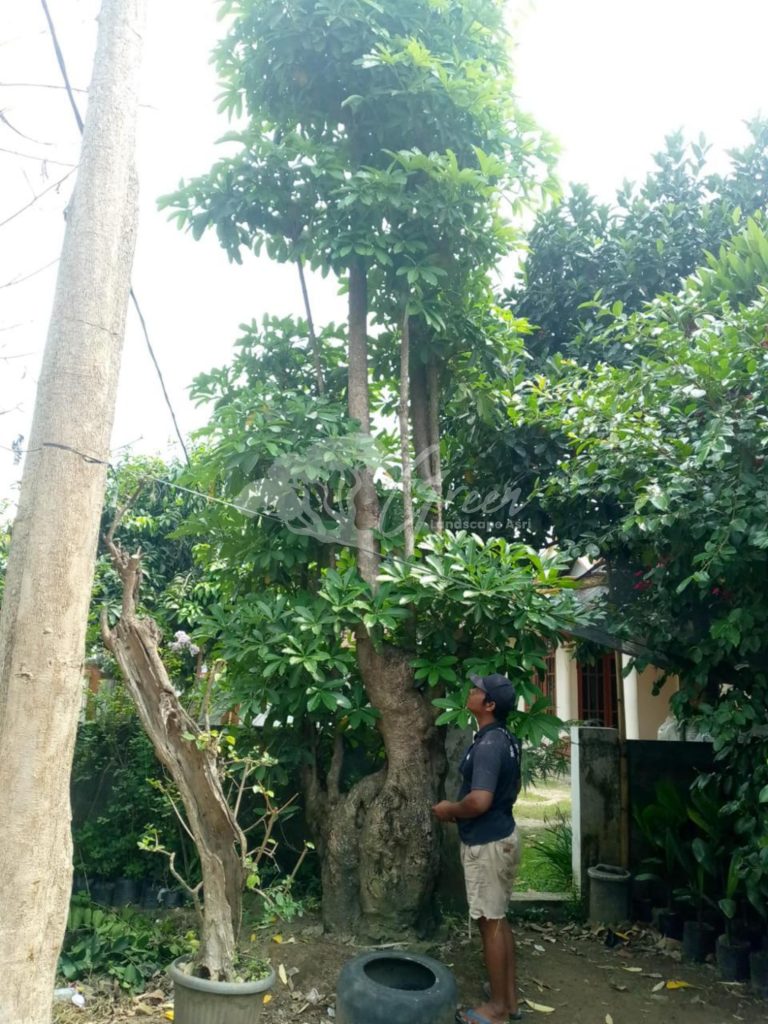 Jual Pohon Pule