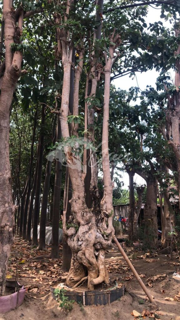 Jual Pohon Pule
