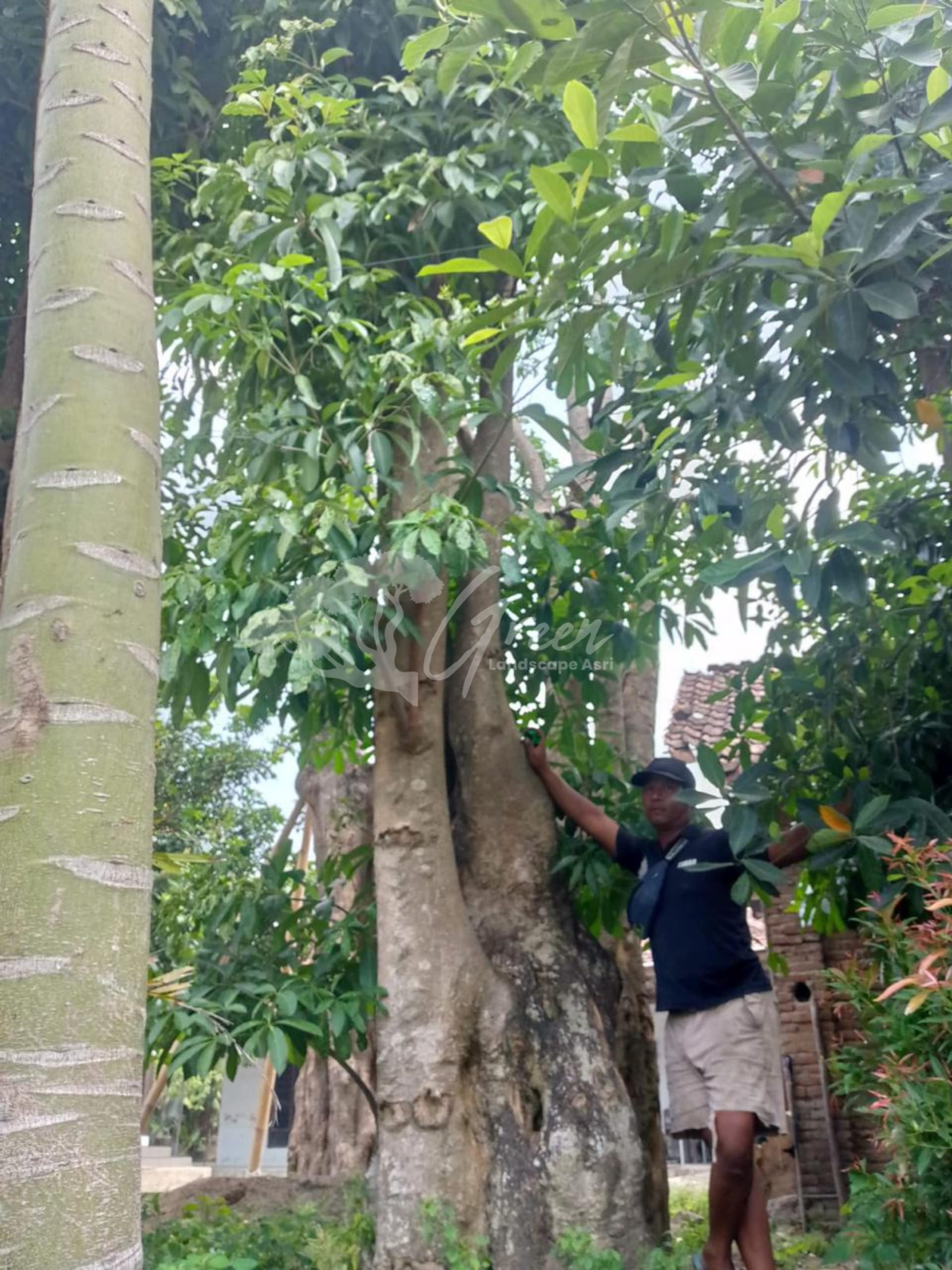 Jual Pohon Pule Purbalingga | Tanaman Rindang Estetik