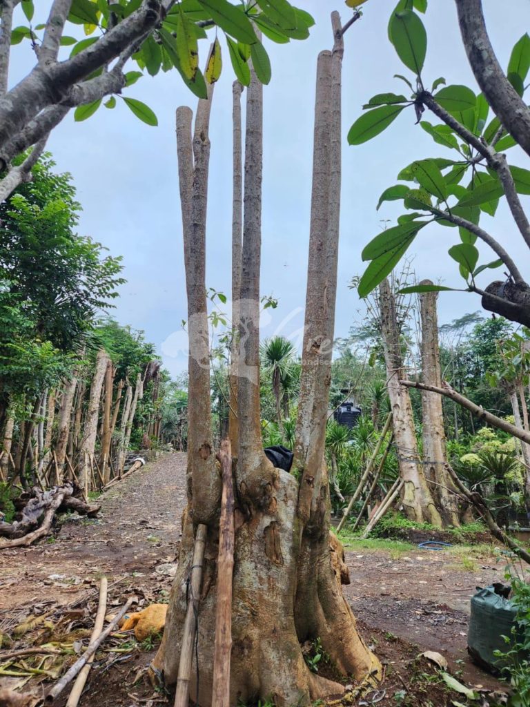 Jual Pohon Pule