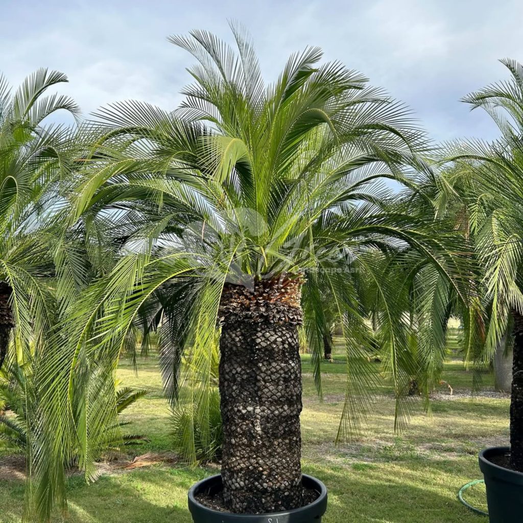 Jual Sikas Macrozamia Moorei