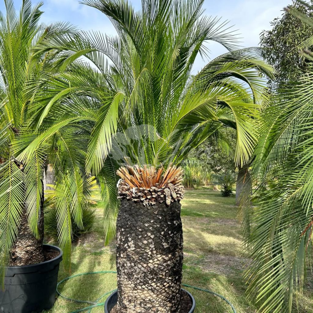Jual Sikas Macrozamia Moorei