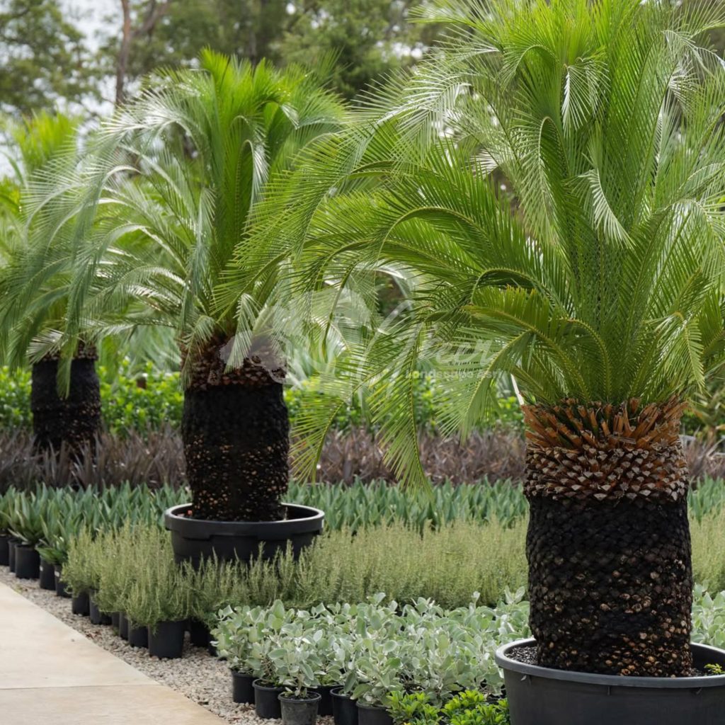 Jual Sikas Macrozamia Moorei