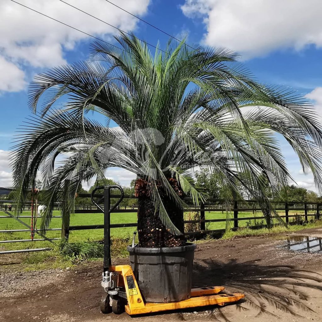 Jual Sikas Macrozamia Moorei