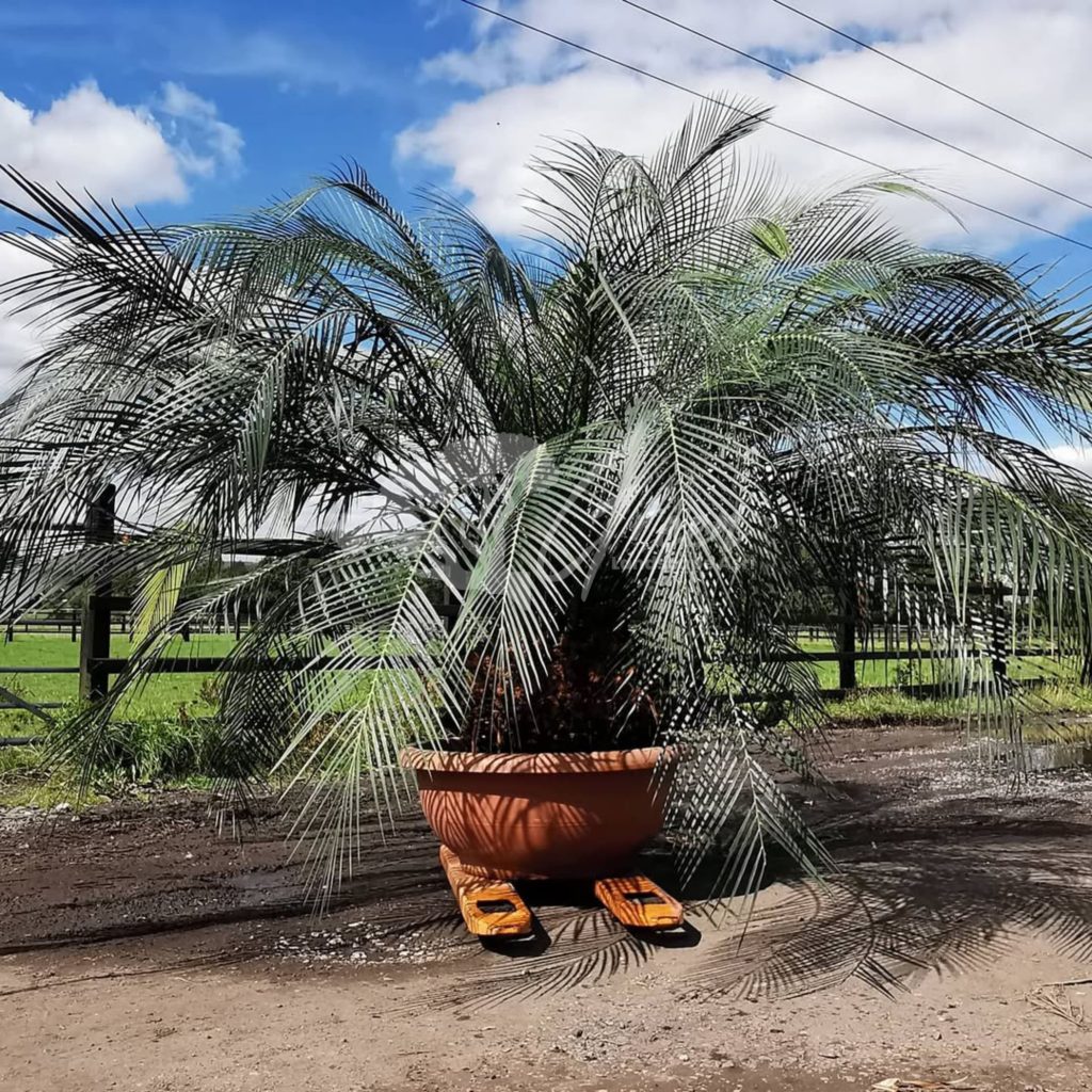 Jual Sikas Macrozamia Moorei