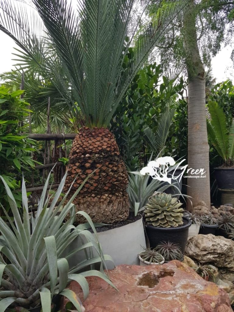 Jual Sikas Macrozamia Moorei