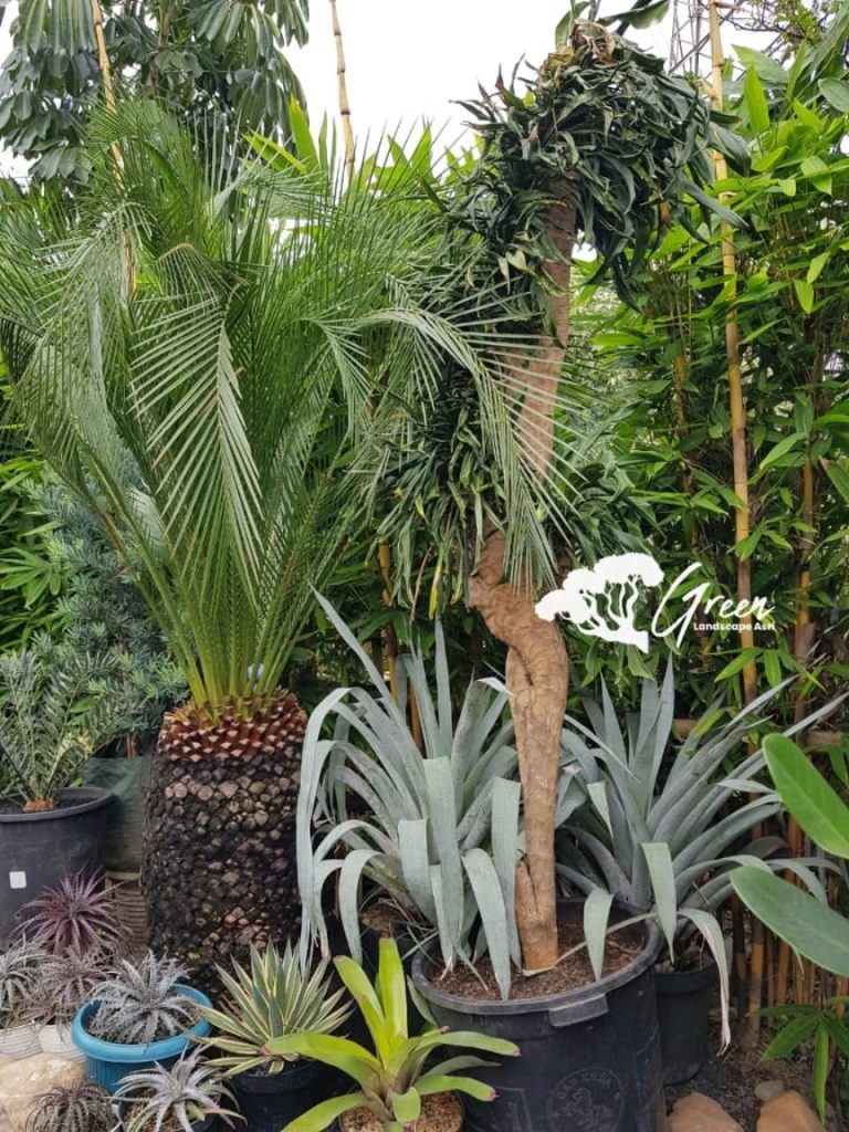 Jual Sikas Macrozamia Moorei