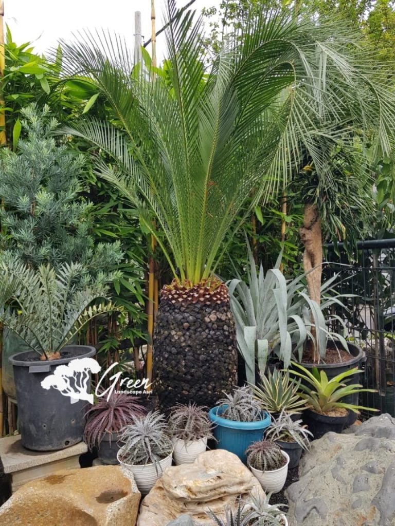 Jual Sikas Macrozamia Moorei