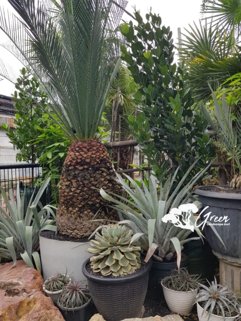 Jual Sikas Macrozamia Moorei
