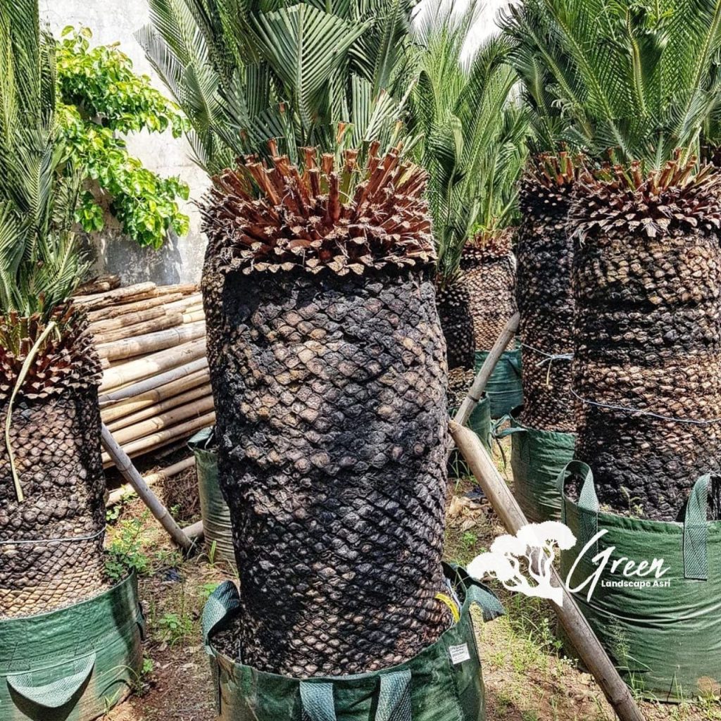 Jual Sikas Macrozamia Moorei