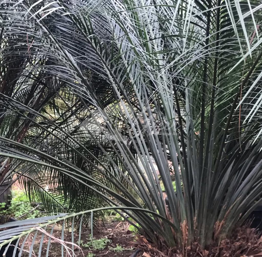 Jual Sikas Macrozamia Moorei