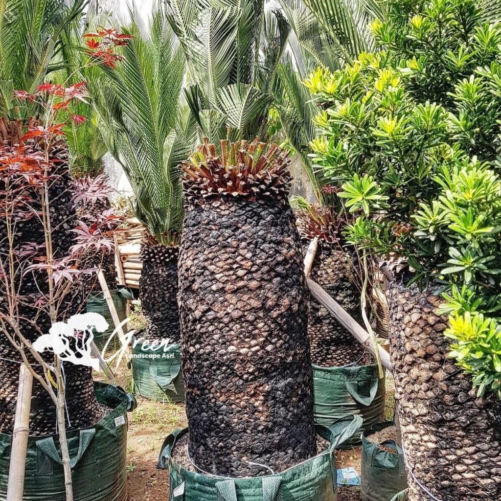 Jual Sikas Macrozamia Moorei