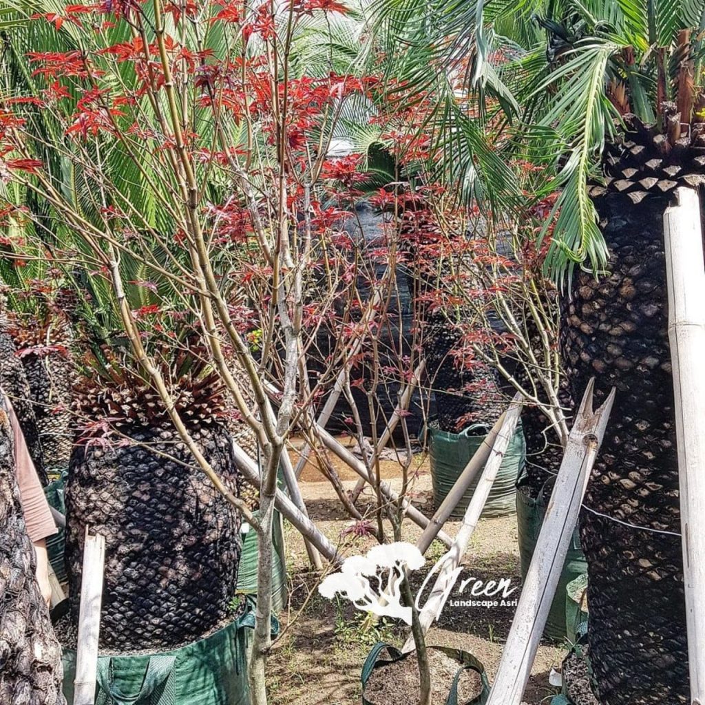 Jual Sikas Macrozamia Moorei