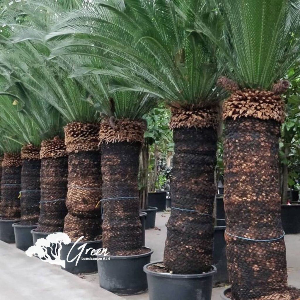 Jual Sikas Macrozamia Moorei