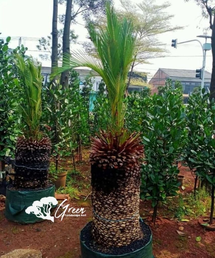 Jual Sikas Macrozamia Moorei