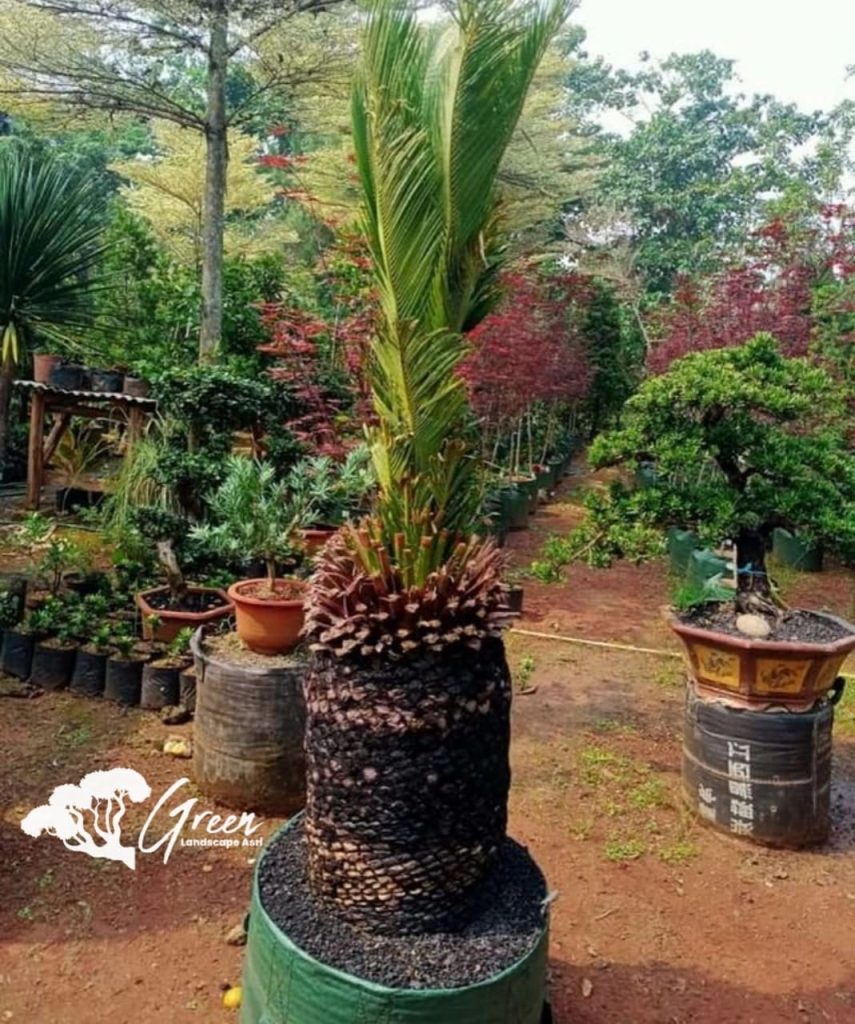 Jual Sikas Macrozamia Moorei
