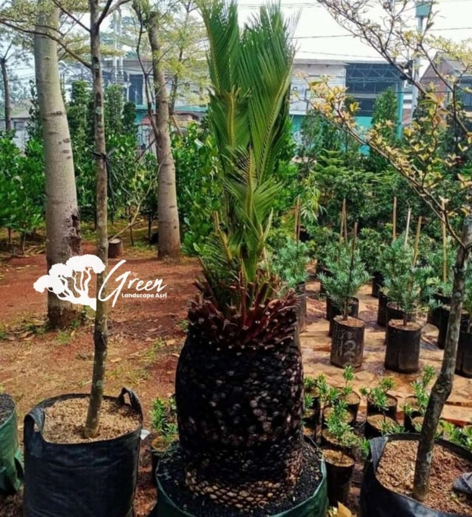 Jual Sikas Macrozamia Moorei