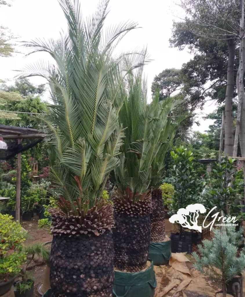 Jual Sikas Macrozamia Moorei