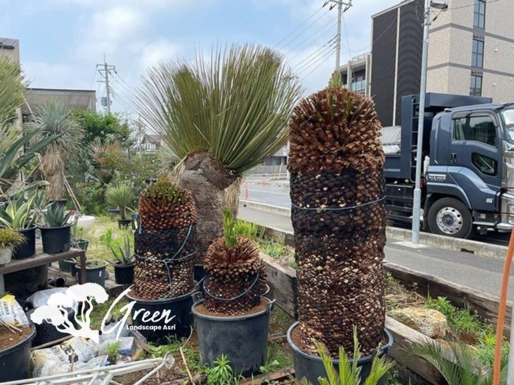 Jual Sikas Macrozamia Moorei
