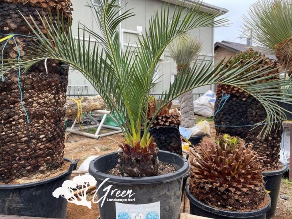 Jual Sikas Macrozamia Moorei