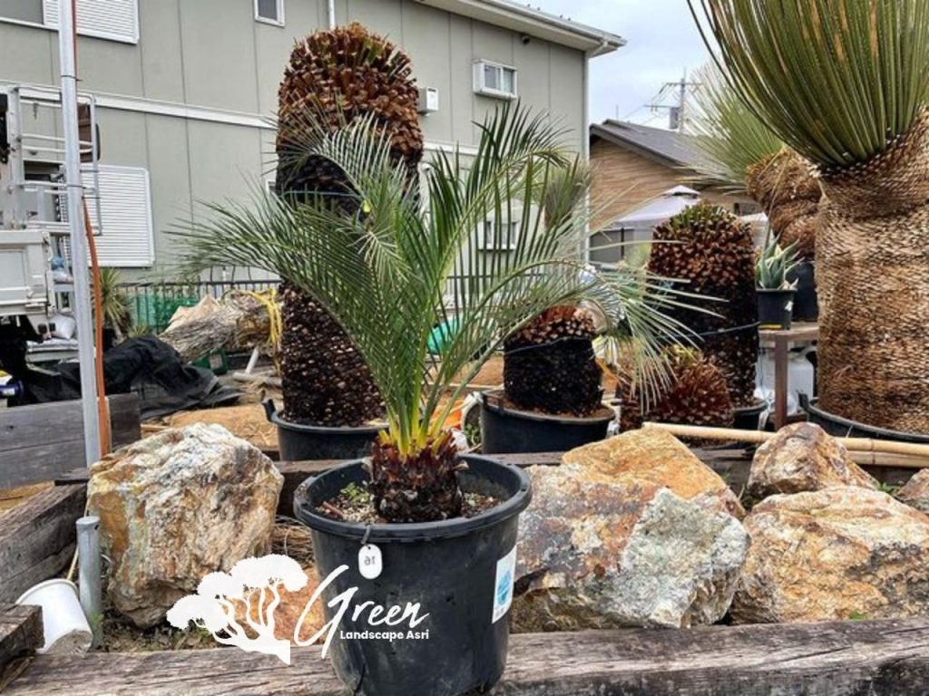 Jual Sikas Macrozamia Moorei