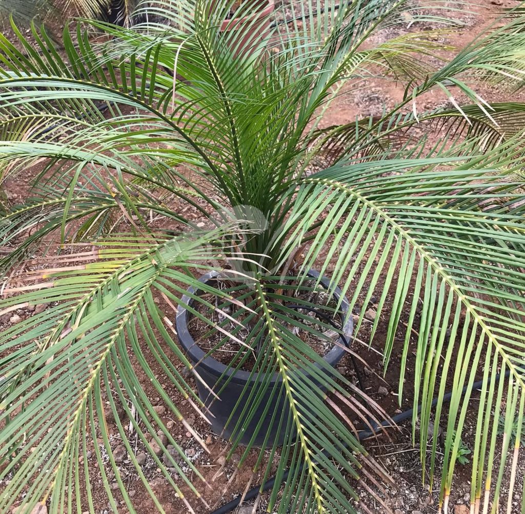 Jual Sikas Macrozamia Moorei