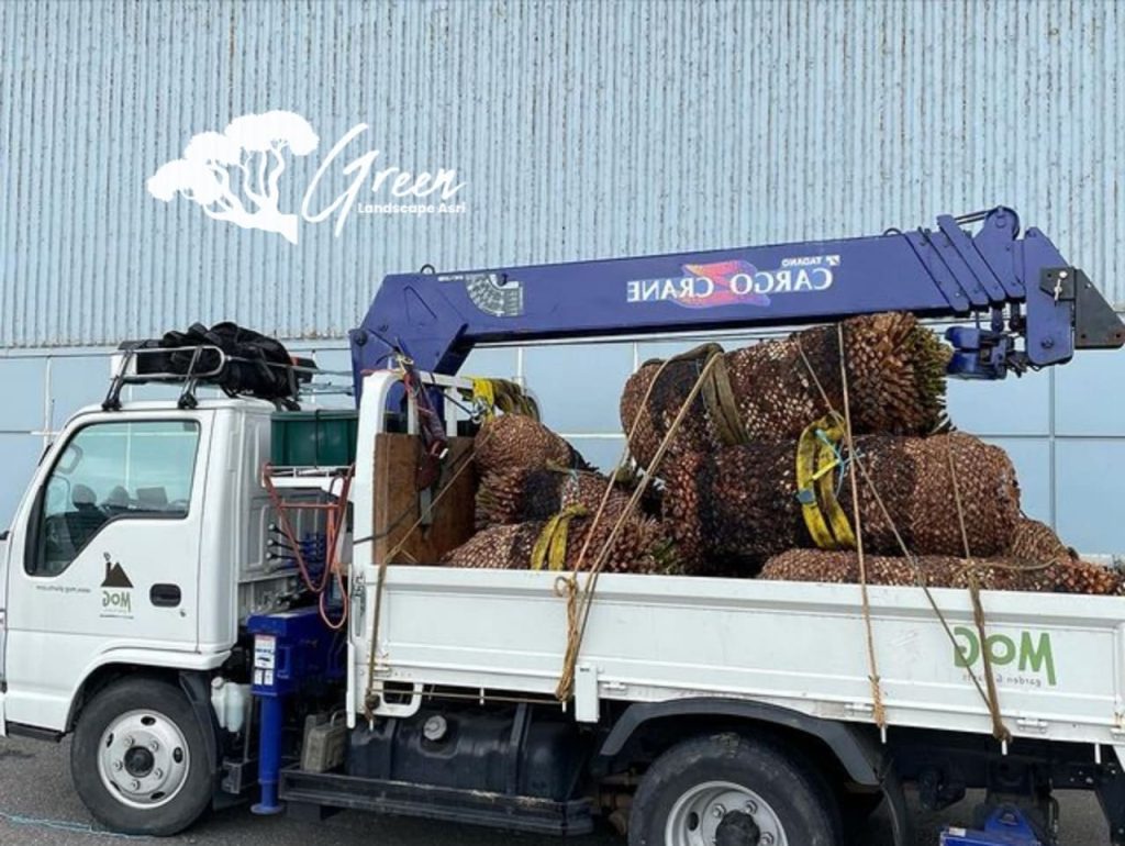 Jual Sikas Macrozamia Moorei