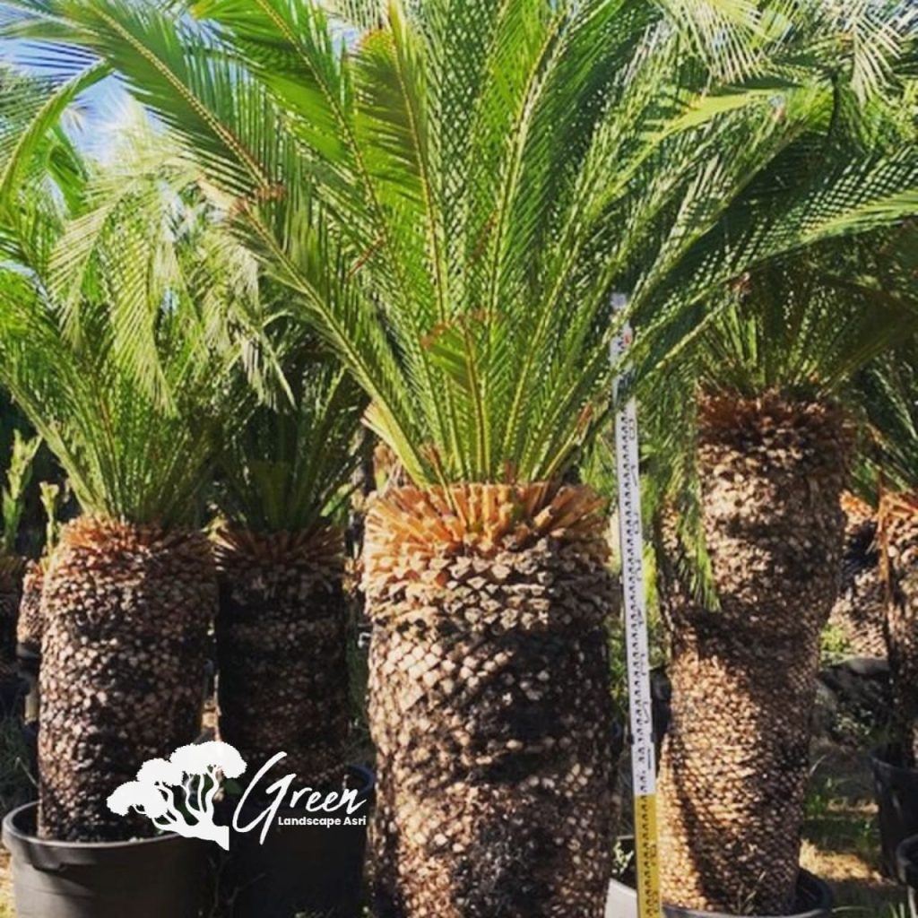 Jual Sikas Macrozamia Moorei