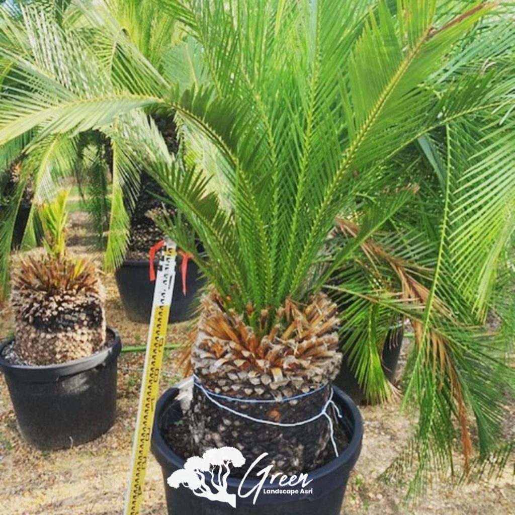Jual Sikas Macrozamia Moorei