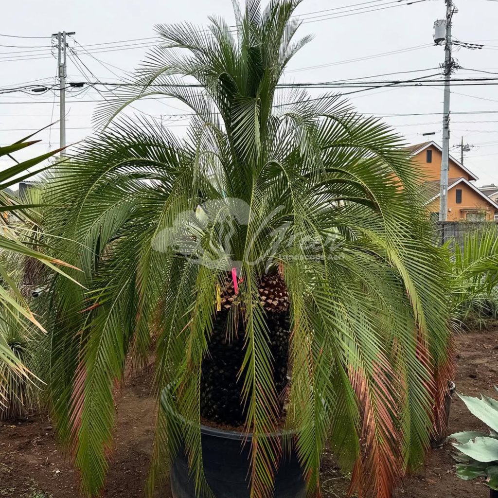 Jual Sikas Macrozamia Moorei