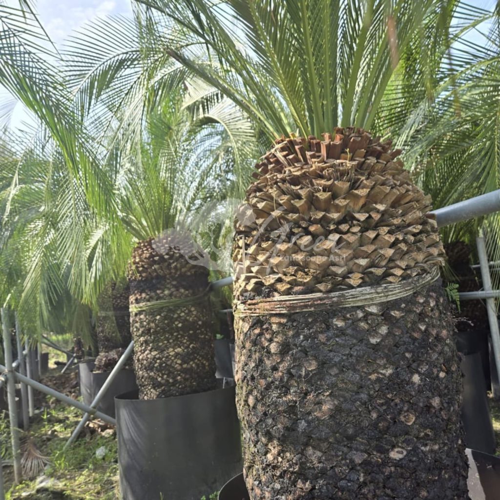 Jual Sikas Macrozamia Moorei