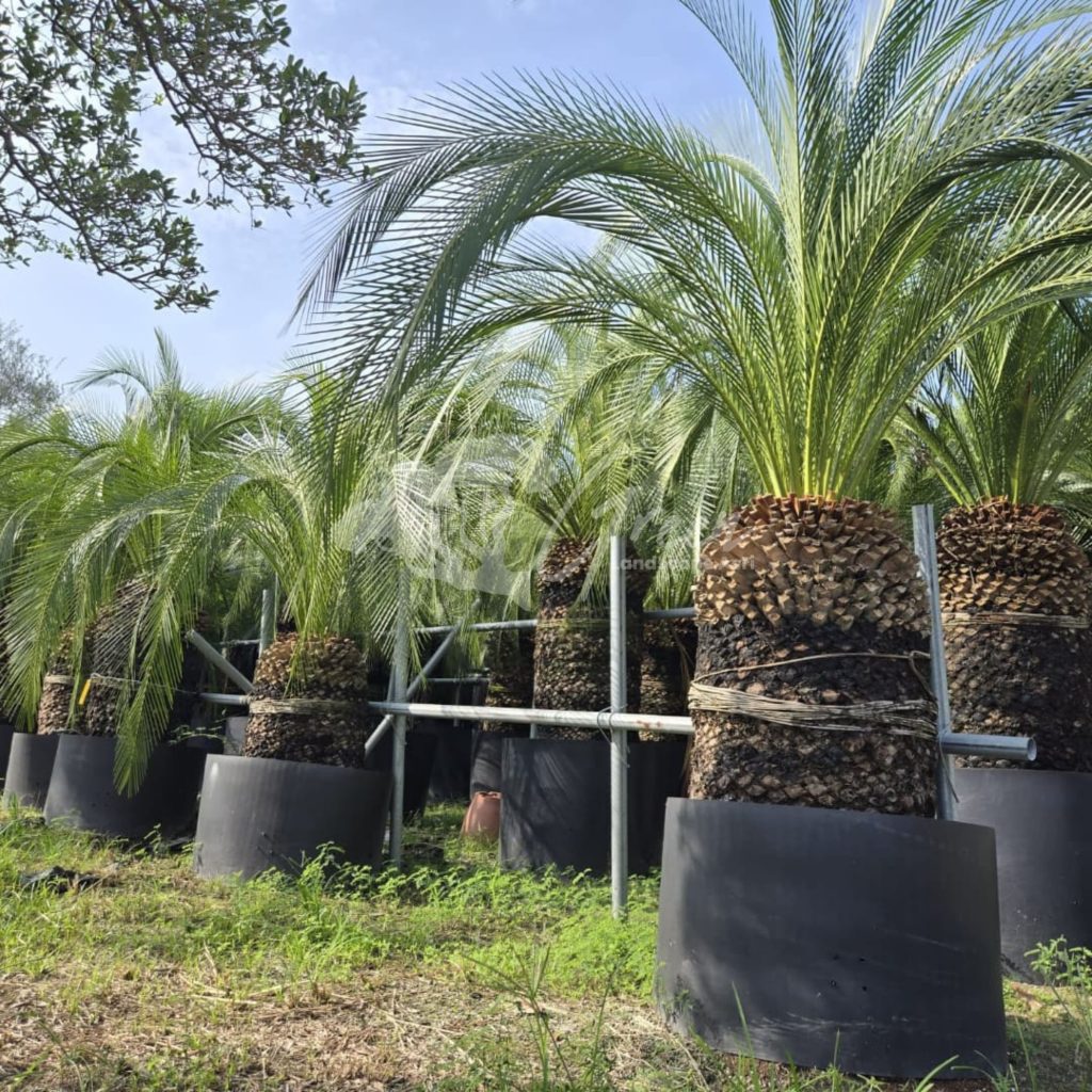 Jual Sikas Macrozamia Moorei